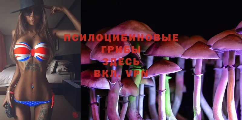 Псилоцибиновые грибы Psilocybine cubensis  Лангепас 